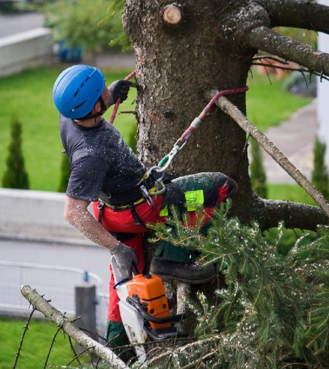 A man is cutting branches off of trees